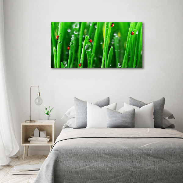 Schilderij op canvas Lieveheersbeestjes op het gras
