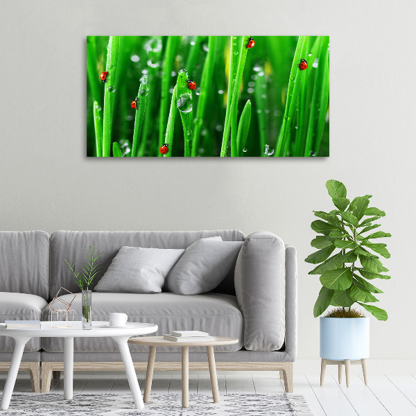 Schilderij op canvas Lieveheersbeestjes op het gras