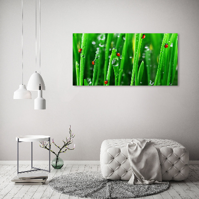 Schilderij op canvas Lieveheersbeestjes op het gras