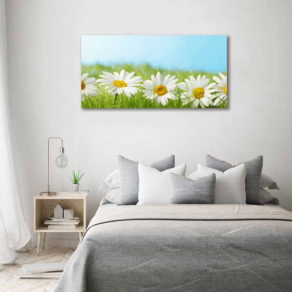 Foto canvas Madeliefjes