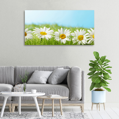Foto canvas Madeliefjes