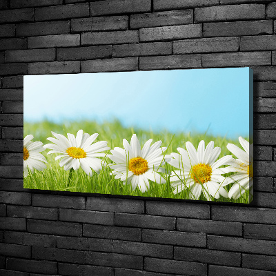 Foto canvas Madeliefjes