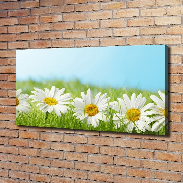 Foto canvas Madeliefjes