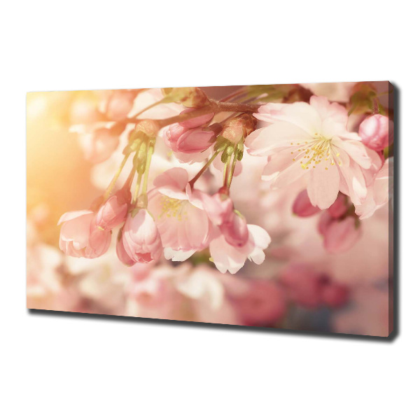 Canvas foto Kersenbloesems