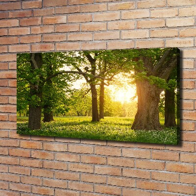 Canvas schilderij Bomen in het park