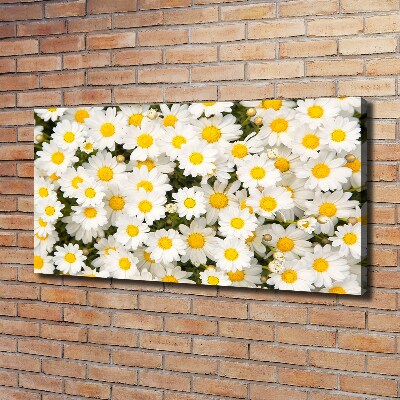 Schilderij op canvas Madeliefjes