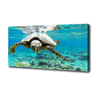 Foto op canvas Zeeschildpad