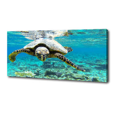 Foto op canvas Zeeschildpad