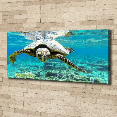 Foto op canvas Zeeschildpad
