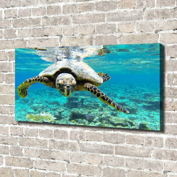Foto op canvas Zeeschildpad