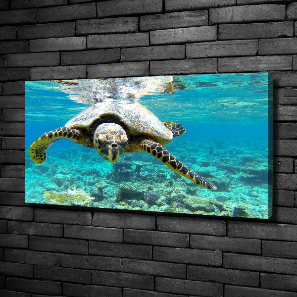 Foto op canvas Zeeschildpad