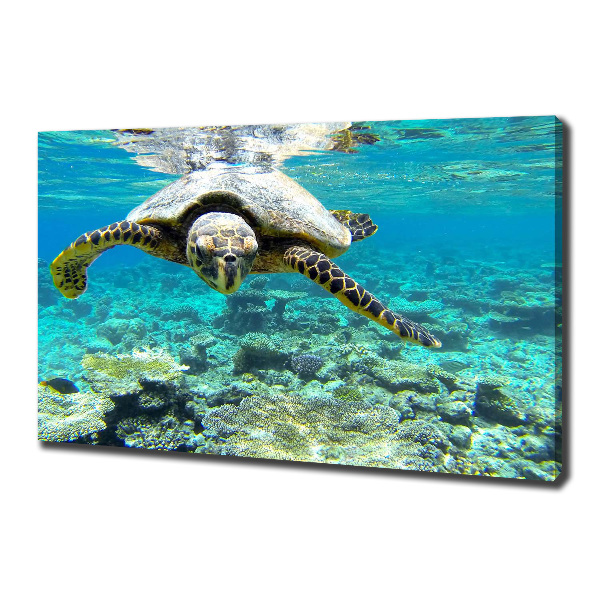Foto op canvas Zeeschildpad