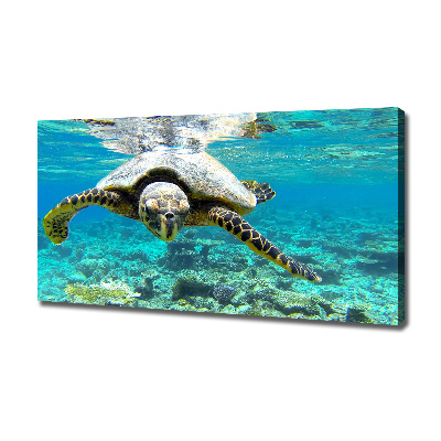 Foto op canvas Zeeschildpad