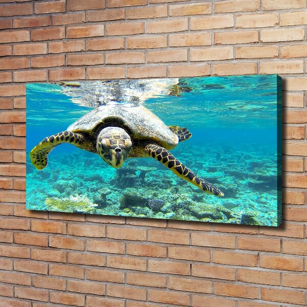 Foto op canvas Zeeschildpad