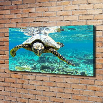 Foto op canvas Zeeschildpad