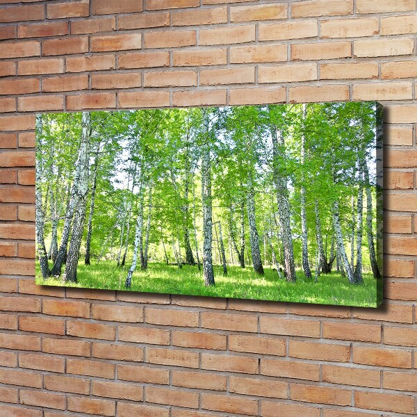 Foto canvas Berken