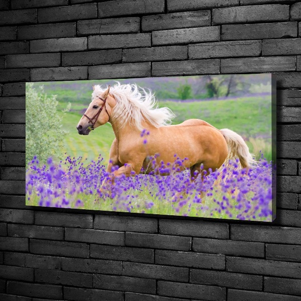 Schilderij op canvas Een paard in een lavendelveld