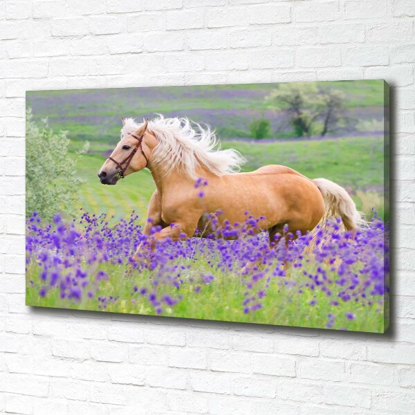 Schilderij op canvas Een paard in een lavendelveld