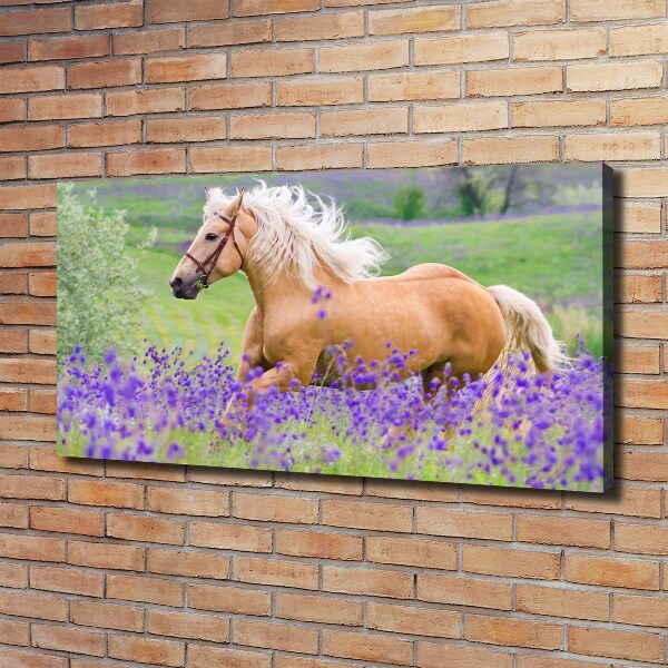 Schilderij op canvas Een paard in een lavendelveld