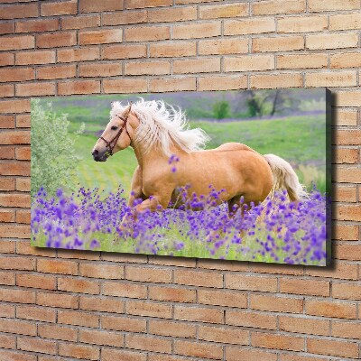 Schilderij op canvas Een paard in een lavendelveld