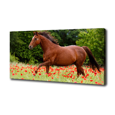 Foto op canvas Een paard in een veld vol klaprozen