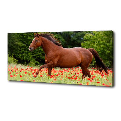 Foto op canvas Een paard in een veld vol klaprozen