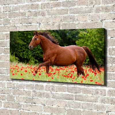 Foto op canvas Een paard in een veld vol klaprozen