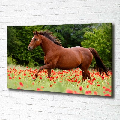 Foto op canvas Een paard in een veld vol klaprozen