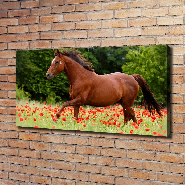 Foto op canvas Een paard in een veld vol klaprozen