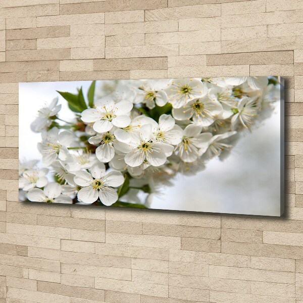 Foto op canvas Kersenbloesems