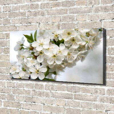 Foto op canvas Kersenbloesems