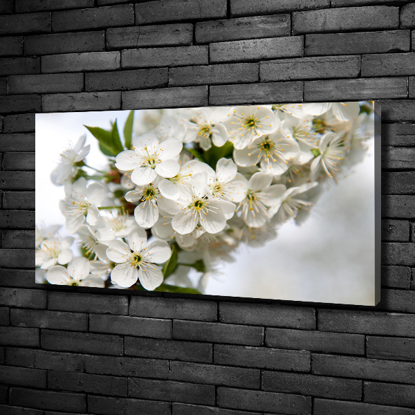 Foto op canvas Kersenbloesems