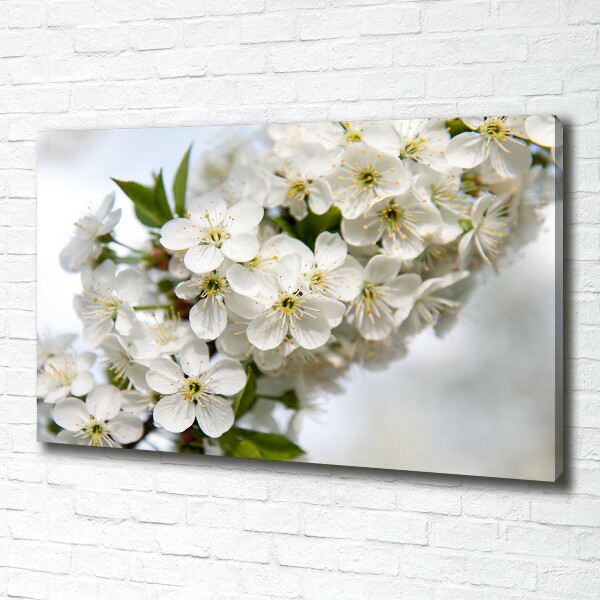 Foto op canvas Kersenbloesems