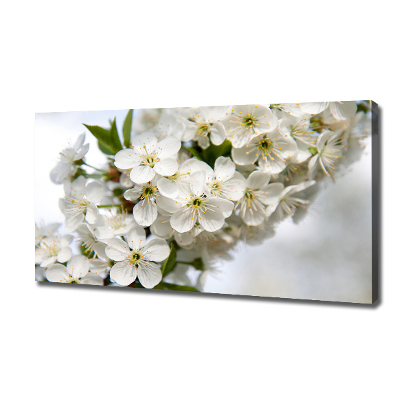 Foto op canvas Kersenbloesems