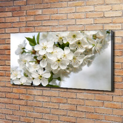 Foto op canvas Kersenbloesems