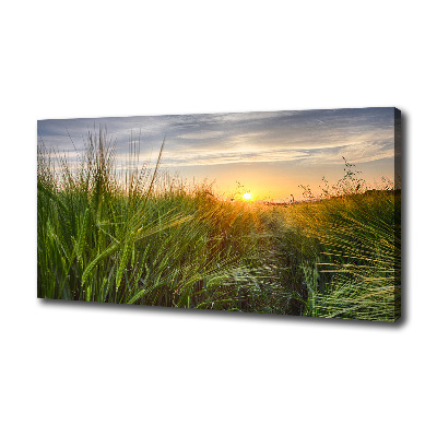 Canvas foto Tarweveld
