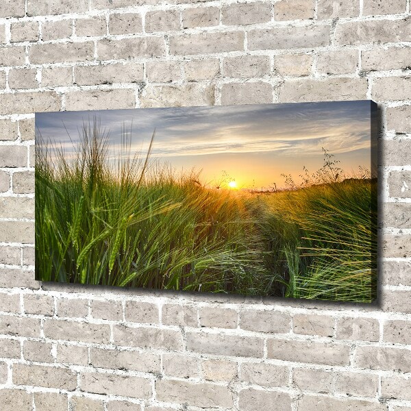 Canvas foto Tarweveld