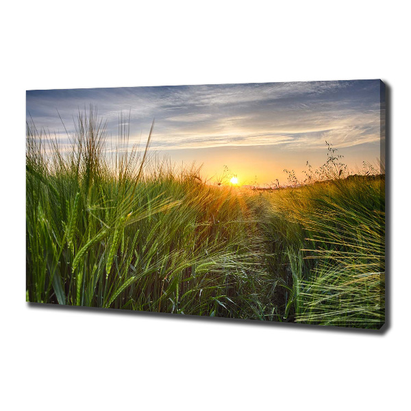 Canvas foto Tarweveld