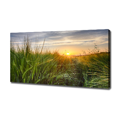 Canvas foto Tarweveld