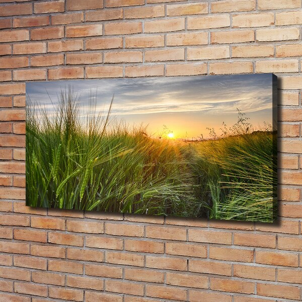 Canvas foto Tarweveld