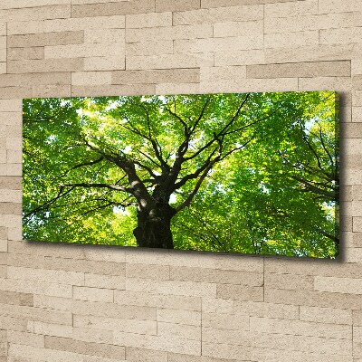 Canvas foto Groen bos
