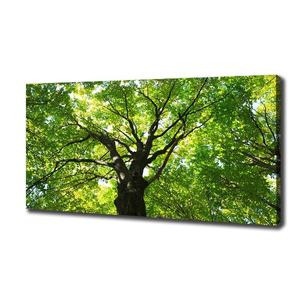 Canvas foto Groen bos