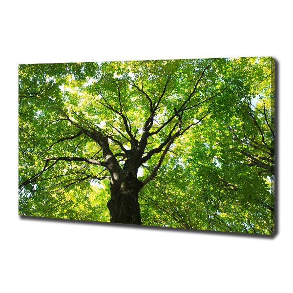 Canvas foto Groen bos
