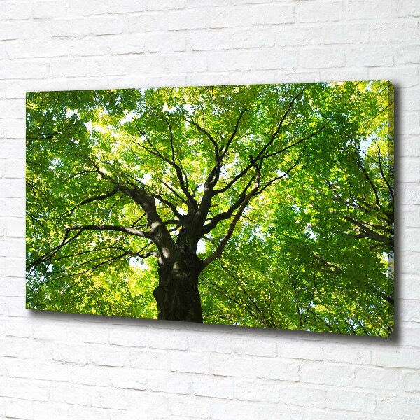 Canvas foto Groen bos