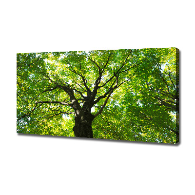 Canvas foto Groen bos