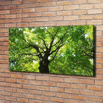 Canvas foto Groen bos