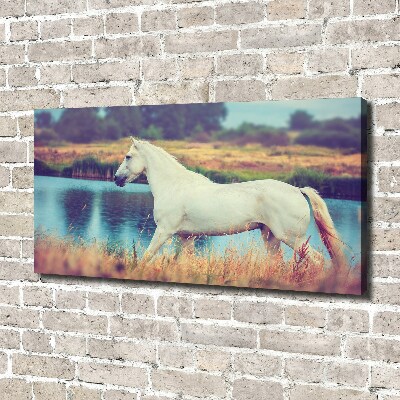 Schilderij op canvas Wit Paardenmeer