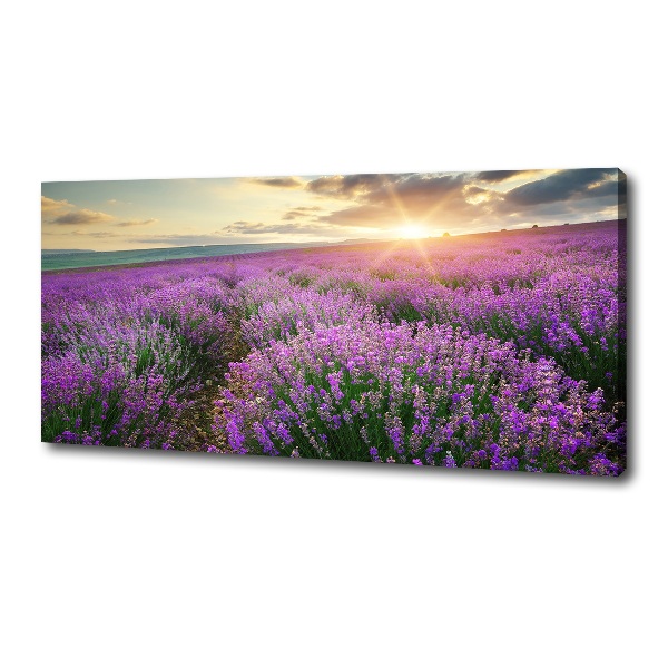 Canvas foto Lavendelveld