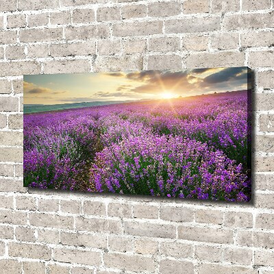 Canvas foto Lavendelveld