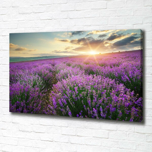 Canvas foto Lavendelveld